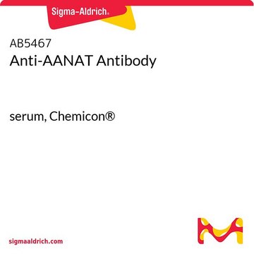 Przeciwciało anty-AANAT serum, Chemicon&#174;