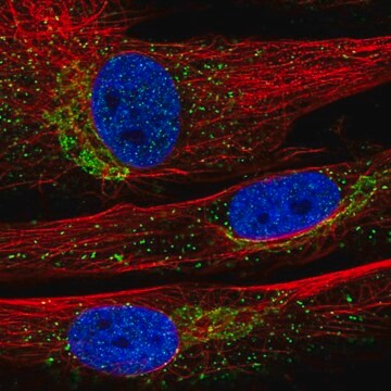 抗INMT抗体 ウサギ宿主抗体 Prestige Antibodies&#174; Powered by Atlas Antibodies, affinity isolated antibody