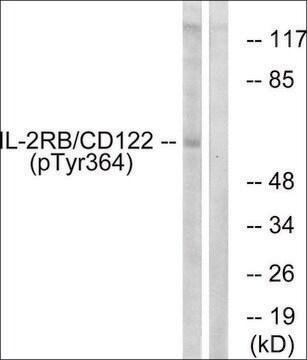 Anti-phospho-IL-2R&#946;/CD122 (pTyr364) antibody produced in rabbit affinity isolated antibody