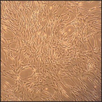 Rat Skeletal Muscle Cells: RSkMC, adult