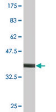 Monoclonal Anti-PIK3R4 antibody produced in mouse clone 1H7, purified immunoglobulin, buffered aqueous solution