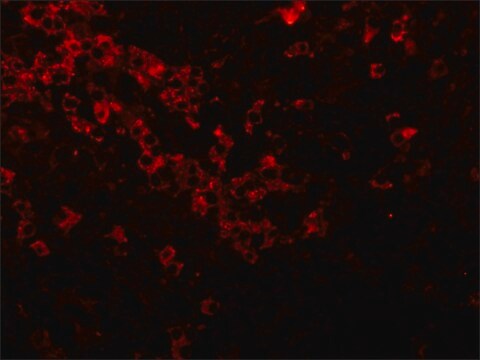 抗-山羊 IgG（全分子）-Cy3 兔抗 affinity isolated antibody, buffered aqueous solution