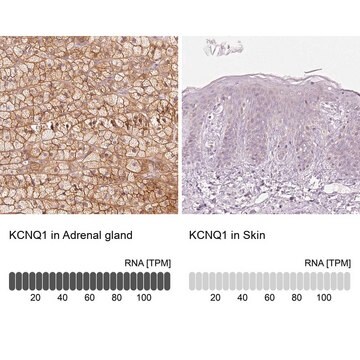 抗KCNQ1抗体 ウサギ宿主抗体 Prestige Antibodies&#174; Powered by Atlas Antibodies, affinity isolated antibody, buffered aqueous glycerol solution