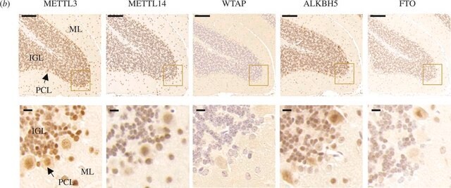 抗 ALKBH5 兔抗 Prestige Antibodies&#174; Powered by Atlas Antibodies, affinity isolated antibody, buffered aqueous glycerol solution