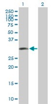 Anti-LIF antibody produced in mouse purified immunoglobulin, buffered aqueous solution