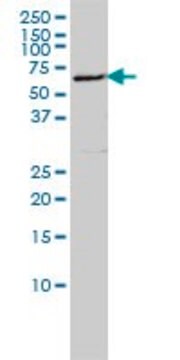 Monoclonal Anti-LSM16 antibody produced in mouse clone 4E3-3A4, purified immunoglobulin, buffered aqueous solution