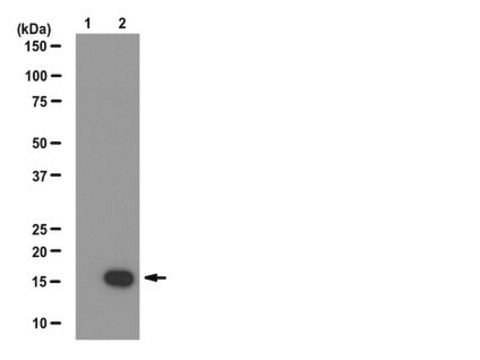 Anticorps anti-phospho-histone&nbsp;H3 (Ser10), clone&nbsp;CMA312 clone CMA312, from mouse