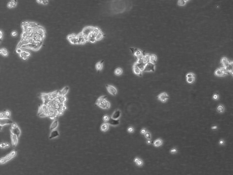 LoVo Cell Line human from human colon(supraclavicular lymph node metastasis), NOTE: Both the cell line and DNA from the cell line may be available for this product. Please choose -1VL or VIAL for cells, or -DNA-5UG for DNA, 87060101, human colon (supraclavicular lymph node metastasis), Epithelial, 87060101