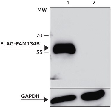 868 Przeciwciało M2, mysie monoklonalne Clone M2, purified from hybridoma cell culture in bioreactor