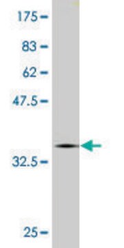 Monoclonal Anti-CNOT2 antibody produced in mouse clone 3F1, purified immunoglobulin, buffered aqueous solution