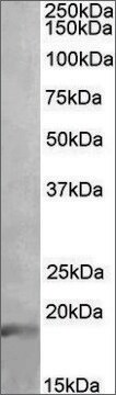 Anti-IL17A antibody produced in goat affinity isolated antibody, buffered aqueous solution