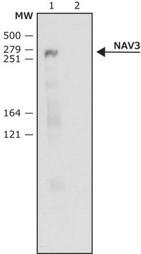 Anti-NAV3 (C-terminal) 兔抗 ~1&#160;mg/mL, affinity isolated antibody, buffered aqueous solution