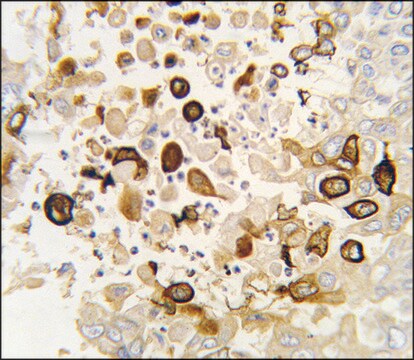 Anti-CYP4X1 (N-term) antibody produced in rabbit saturated ammonium sulfate (SAS) precipitated, buffered aqueous solution