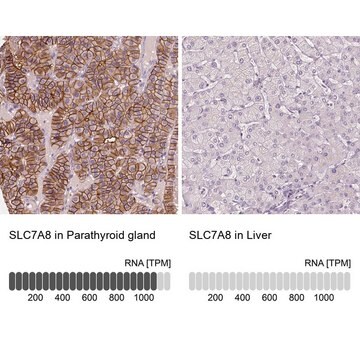 Anti-SLC7A8 antibody produced in rabbit Prestige Antibodies&#174; Powered by Atlas Antibodies, affinity isolated antibody, buffered aqueous glycerol solution