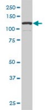 Monoclonal Anti-DAAM1 antibody produced in mouse clone 5D3, purified immunoglobulin, buffered aqueous solution