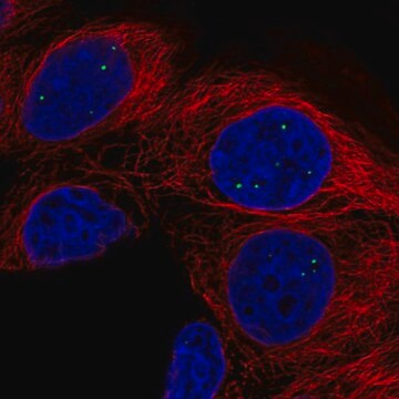 Anti-AMER3 antibody produced in rabbit Prestige Antibodies&#174; Powered by Atlas Antibodies, affinity isolated antibody, buffered aqueous glycerol solution