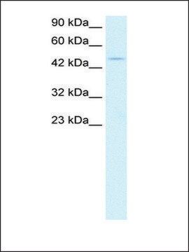 Anti-PPARA antibody produced in rabbit IgG fraction of antiserum