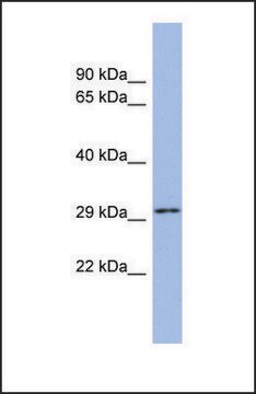 Anti-U2AF1, (N-terminal) antibody produced in rabbit affinity isolated antibody