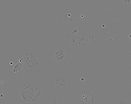 CACO-2-Zelllinie human NOTE: Both the cell line and DNA from the cell line may be available for this product. Please choose -1VL or VIAL for cells, or -DNA-5UG for DNA, 86010202, human colon (Caucasian colon adenocarcinoma), Epithelial