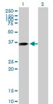 Monoclonal Anti-ANXA1 antibody produced in mouse clone 2D11, purified immunoglobulin, buffered aqueous solution