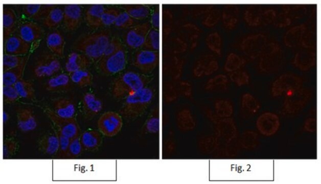 Anti-Active-&#946;-Catenin Antibody, clone 8E7, Alexa Fluor&#8482; 555 clone 8E7, from mouse, ALEXA FLUOR&#8482; 555