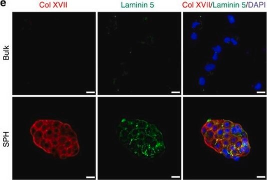 Anti-Laminin-5-(&#947;2-Kette-)Antikörper, Klon D4B5 clone D4B5, Chemicon&#174;, from mouse