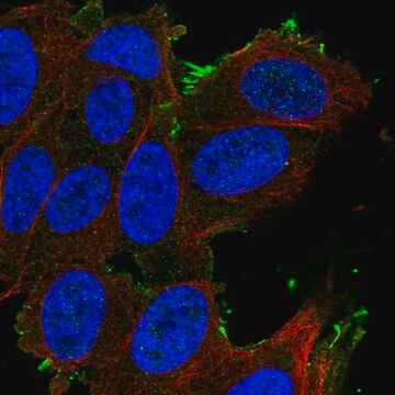 Anty-SLCO1A2 Prestige Antibodies&#174; Powered by Atlas Antibodies, affinity isolated antibody