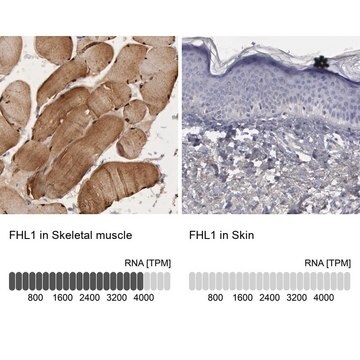 Anti-FHL1 antibody produced in rabbit Prestige Antibodies&#174; Powered by Atlas Antibodies, affinity isolated antibody, buffered aqueous glycerol solution, Ab2