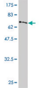 Monoclonal Anti-PDK4 antibody produced in mouse clone 1A10, purified immunoglobulin, buffered aqueous solution