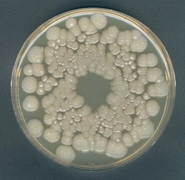 Orangenserum-Agar GranuCult&#174;, according to IFU, suitable for microbiology, for yeasts, for molds