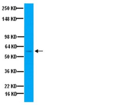 Anticorps anti-tyrosine hydroxylase Chemicon&#174;, from sheep