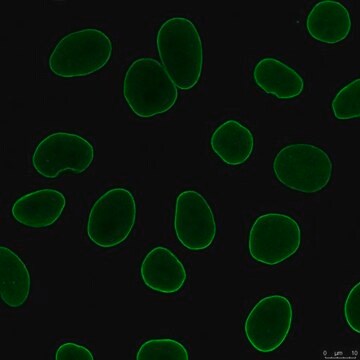 Anti-Lamin A/C Antibody, clone 4C11 clone 4C11, from mouse