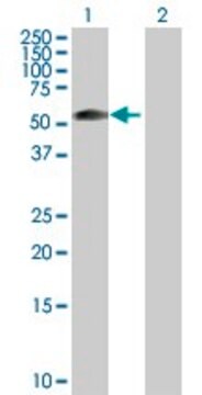 Anti-ZSCAN21 antibody produced in rabbit purified immunoglobulin, buffered aqueous solution