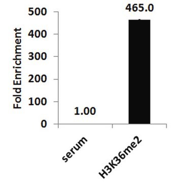 ChIPAb+ Dimethyl-Histone H3 (Lys36) - ChIP Validated Antibody and Primer Set serum, from rabbit