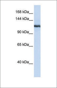 Anti-PLA2G4B (ab1) antibody produced in rabbit affinity isolated antibody