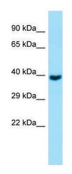 Anti-GNA11 (C-terminal) antibody produced in rabbit affinity isolated antibody