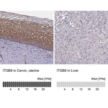 抗ITGB8 ウサギ宿主抗体 Prestige Antibodies&#174; Powered by Atlas Antibodies, affinity isolated antibody, buffered aqueous glycerol solution, ab2