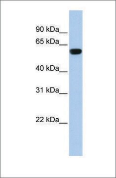 Anti-TRIM72 affinity isolated antibody