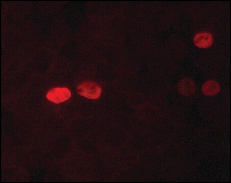 Monoclonal Anti-Nanog clone NNG-811, purified from hybridoma cell culture