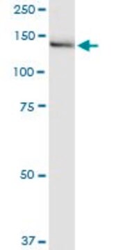 Monoclonal Anti-IGSF1 antibody produced in mouse clone 4C7, purified immunoglobulin, buffered aqueous solution