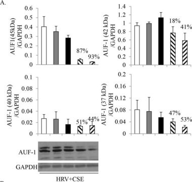 Anti-AUF1 Antibody Upstate&#174;, from rabbit