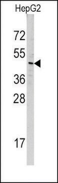 Anti-MIPEP (center) antibody produced in rabbit saturated ammonium sulfate (SAS) precipitated, buffered aqueous solution