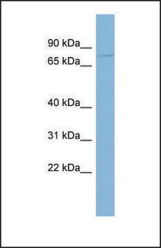 Anti-TRAF7, (N-terminal) antibody produced in rabbit affinity isolated antibody