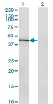 ANTI-INDO antibody produced in mouse clone 1C1, purified immunoglobulin, buffered aqueous solution