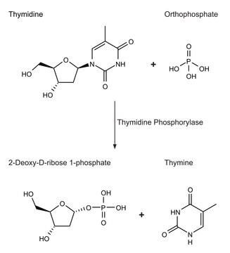 Thymidinphosphorylase, rekombinant aus E. coli recombinant, expressed in E. coli, buffered aqueous solution, &#8805;500&#160;units/mL