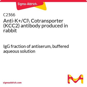 Anti-K+/Cl- Cotransporter (KCC2) antibody produced in rabbit IgG fraction of antiserum, buffered aqueous solution