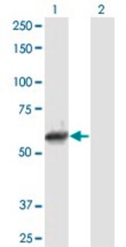 抗NEK11抗体 マウス宿主抗体 purified immunoglobulin, buffered aqueous solution