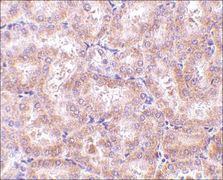 抗-RIP3 兔抗 affinity isolated antibody