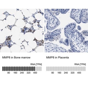 Anti-MMP8 antibody produced in rabbit Prestige Antibodies&#174; Powered by Atlas Antibodies, affinity isolated antibody, buffered aqueous glycerol solution, Ab2