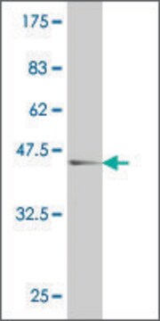 ANTI-ATOH1 antibody produced in mouse clone 4D10, purified immunoglobulin, buffered aqueous solution